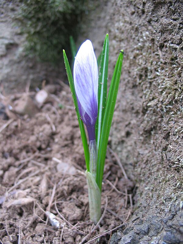 Crocus vernus  / Zafferano alpino